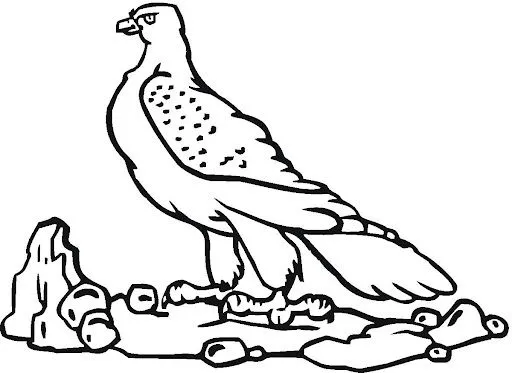 DIBUJOS DE HALCONES PARA COLOREAR | Dibujos para colorear DIBUJOS DE HALCONES PARA COLOREAR | Dibujos para colorear