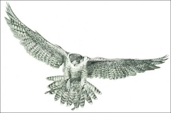 Dibujos de halcones - Imagui