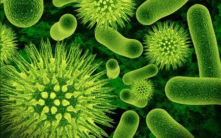 CIENCIAS NATURALES LA UNION: NUTRICIÓN EN ORGANISMOS UNICELULARES ...