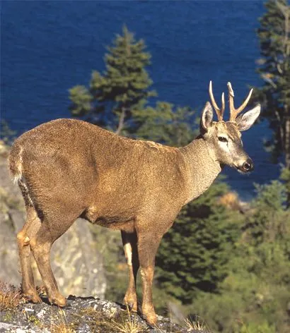 Como dibujar un huemul - Imagui