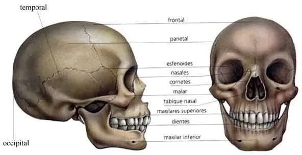 Dibujos huesos de la cara para colorear - Imagui Dibujos huesos de la cara para colorear - Imagui