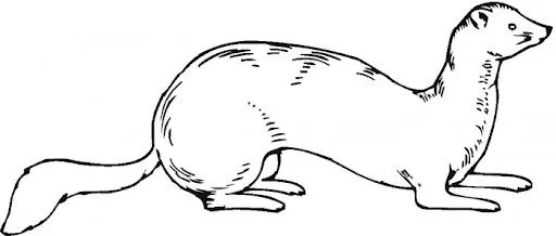DIBUJOS DE HURONES PARA COLOREAR