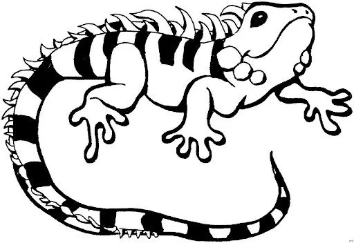 DIBUJOS DE IGUANAS PARA COLOREAR | Dibujos para colorear DIBUJOS DE IGUANAS PARA COLOREAR | Dibujos para colorear