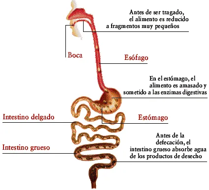 DIBUJOS IMAGENES BIOLOGIA SISTEMA APARATO: IMAGENES DEL APARATO ...