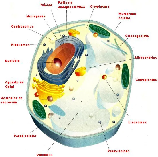 DIBUJOS IMAGENES BIOLOGIA SISTEMA APARATO: CARACTERISTICAS DE LA ...