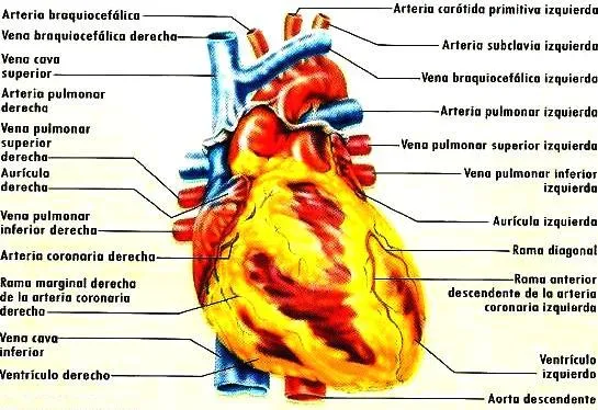 DIBUJOS IMAGENES BIOLOGIA SISTEMA APARATO: DIBUJO: VISTA EXTERNA ...