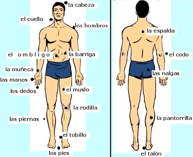 DIBUJOS IMAGENES BIOLOGIA SISTEMA APARATO: DIBUJOS DEL CUERPO ...