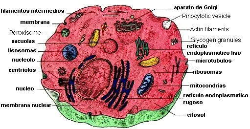 DIBUJOS IMAGENES BIOLOGIA SISTEMA APARATO: DIBUJOS DE LA CELULA ...