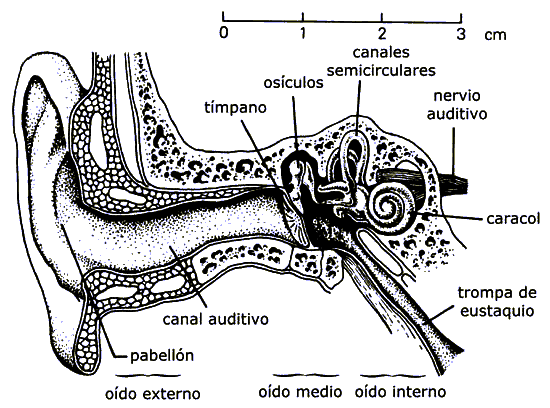 DIBUJOS IMAGENES BIOLOGIA SISTEMA APARATO: DIBUJOS DEL OIDO Y SUS ...