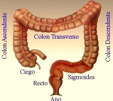 DIBUJOS IMAGENES BIOLOGIA SISTEMA APARATO: DIBUJOS DEL INTESTINO ...