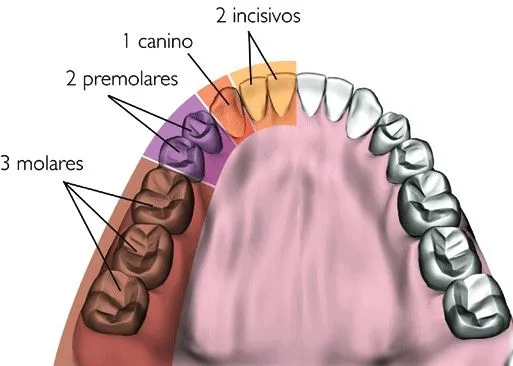 DIBUJOS IMAGENES BIOLOGIA SISTEMA APARATO: DIBUJOS DE LOS DIENTES ...