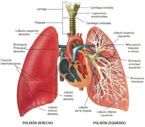 DIBUJOS IMAGENES BIOLOGIA SISTEMA APARATO: DIBUJOS DE LOS PULMONES ...