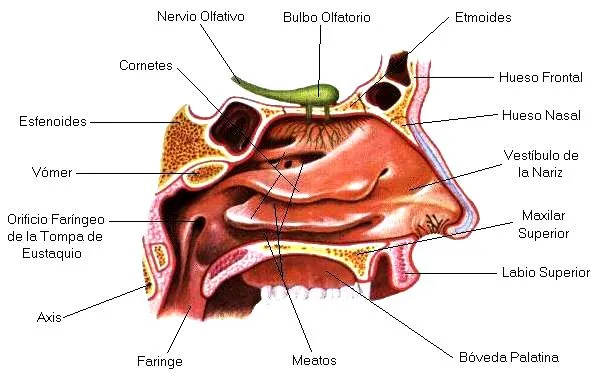 DIBUJOS IMAGENES BIOLOGIA SISTEMA APARATO: DIBUJOS DEL OLFATO ... DIBUJOS IMAGENES BIOLOGIA SISTEMA APARATO: DIBUJOS DEL OLFATO ...