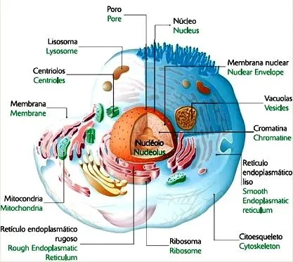 DIBUJOS IMAGENES BIOLOGIA SISTEMA APARATO: DIBUJOS DE LA CELULA ...