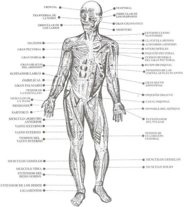 DIBUJOS IMAGENES BIOLOGIA SISTEMA APARATO: DIBUJOS DE LOS MUSCULOS ...