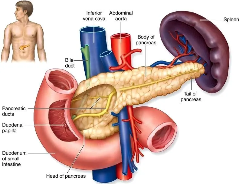DIBUJOS IMAGENES BIOLOGIA SISTEMA APARATO: DIBUJOS DEL PANCREAS Y ... DIBUJOS IMAGENES BIOLOGIA SISTEMA APARATO: DIBUJOS DEL PANCREAS Y ...