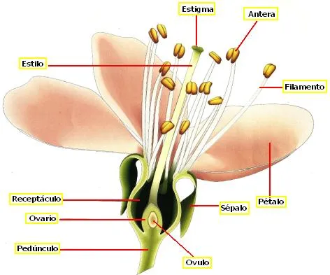 DIBUJOS IMAGENES BIOLOGIA SISTEMA APARATO: ESTRUCTURA DE LA FLOR DIBUJOS IMAGENES BIOLOGIA SISTEMA APARATO: ESTRUCTURA DE LA FLOR