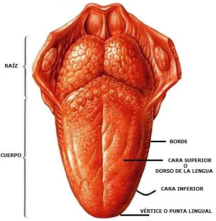 DIBUJOS IMAGENES BIOLOGIA SISTEMA APARATO: IMAGENES DE LA LENGUA ... DIBUJOS IMAGENES BIOLOGIA SISTEMA APARATO: IMAGENES DE LA LENGUA ...