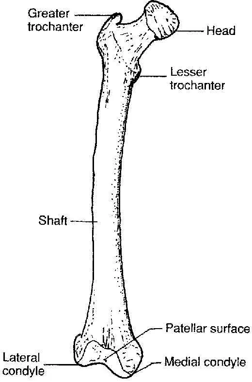 DIBUJOS IMAGENES BIOLOGIA SISTEMA APARATO: IMAGENES DEL HUESO FEMUR