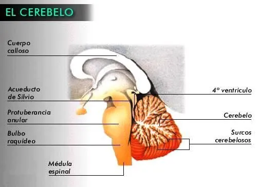 DIBUJOS IMAGENES BIOLOGIA SISTEMA APARATO: IMAGENES DEL CEREBELO Y ...