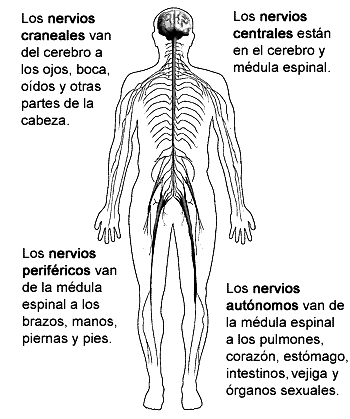 DIBUJOS IMAGENES BIOLOGIA SISTEMA APARATO: IMAGENES DEL SISTEMA ... DIBUJOS IMAGENES BIOLOGIA SISTEMA APARATO: IMAGENES DEL SISTEMA ...