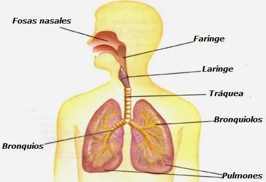 DIBUJOS IMAGENES BIOLOGIA SISTEMA APARATO on Flipboard