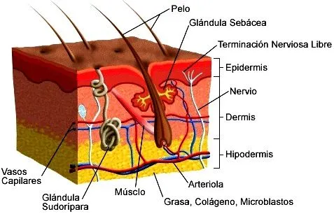 DIBUJOS IMAGENES BIOLOGIA SISTEMA APARATO: LA PIEL CON DIBUJOS DIBUJOS IMAGENES BIOLOGIA SISTEMA APARATO: LA PIEL CON DIBUJOS