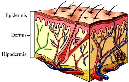 DIBUJOS IMAGENES BIOLOGIA SISTEMA APARATO: LA PIEL CON DIBUJOS DIBUJOS IMAGENES BIOLOGIA SISTEMA APARATO: LA PIEL CON DIBUJOS