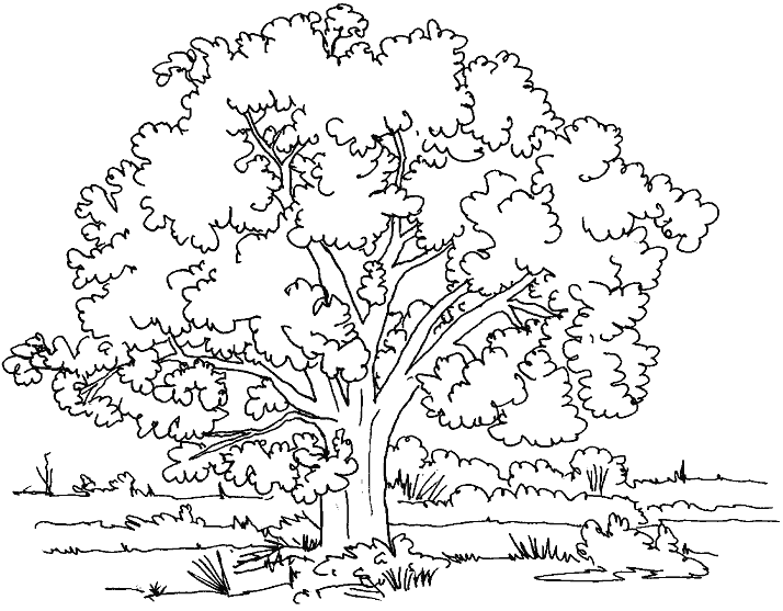 Dibujos para imprimir y colorear: Árbol para colorear