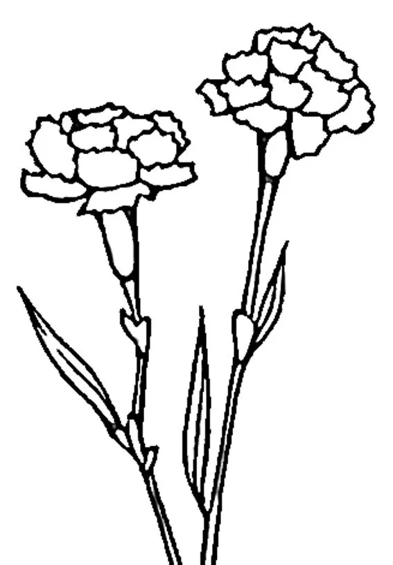 Dibujos para imprimir y colorear: Clavel para colorear Dibujos para imprimir y colorear: Clavel para colorear