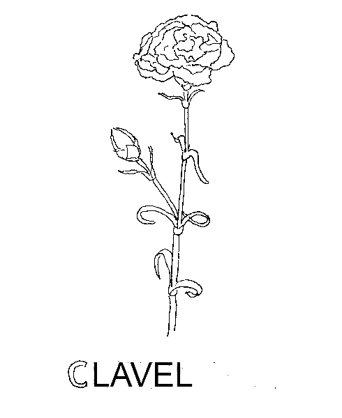 Dibujos para imprimir y colorear: Clavel para colorear Dibujos para imprimir y colorear: Clavel para colorear