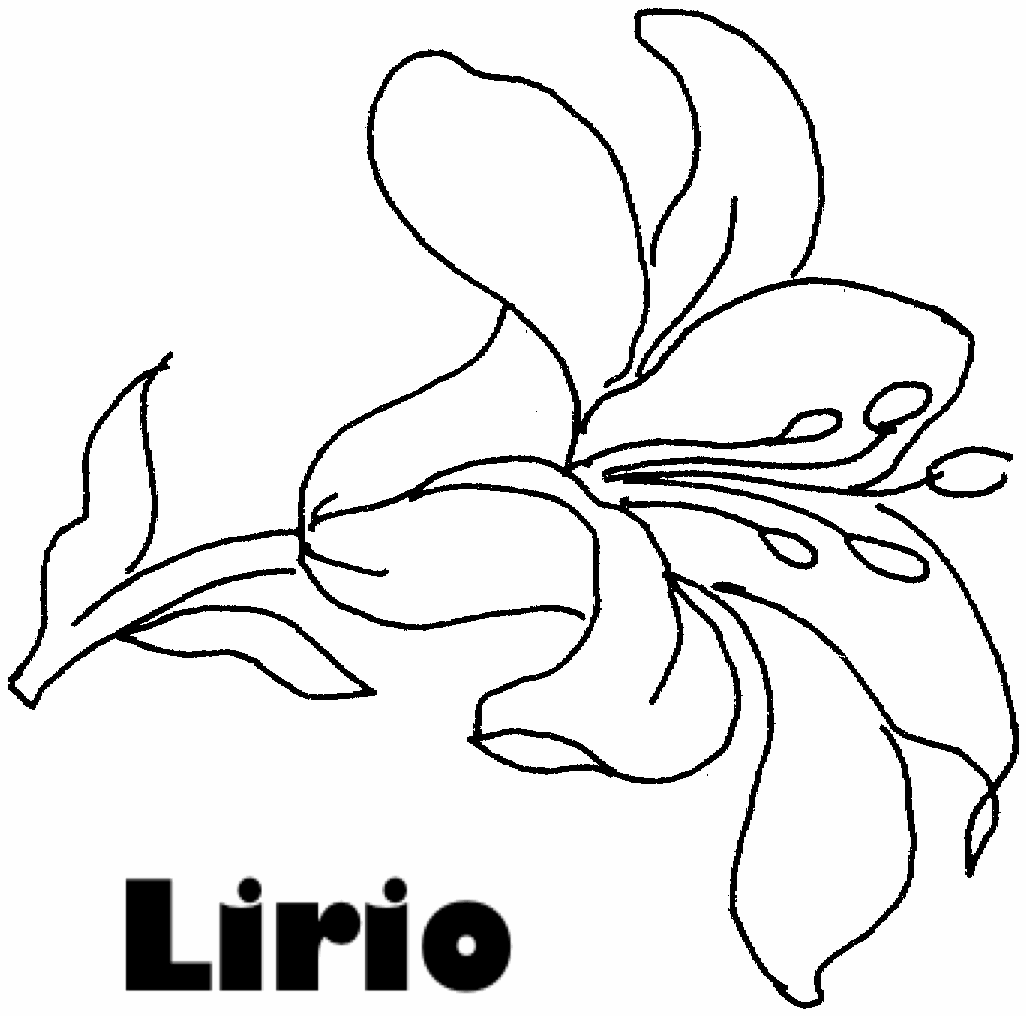 Dibujos para imprimir y colorear: Lirios para colorear Dibujos para imprimir y colorear: Lirios para colorear
