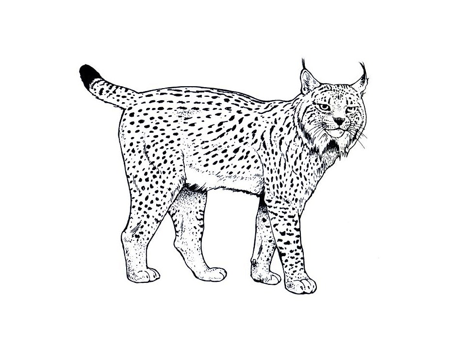 Dibujos infantiles de linces para colorear