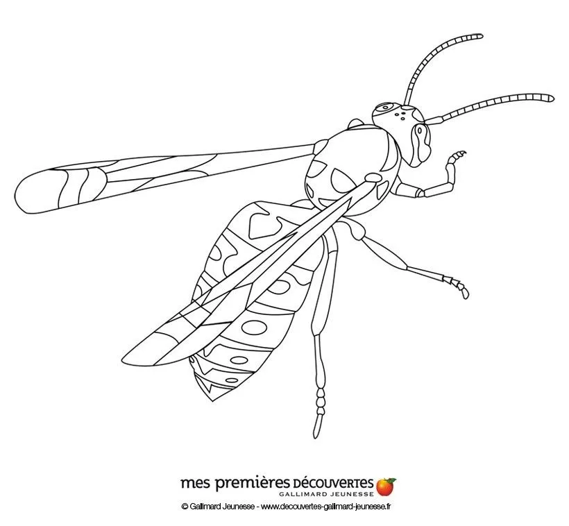 Dibujos INSECTOS para colorear, La abeja para imprimir