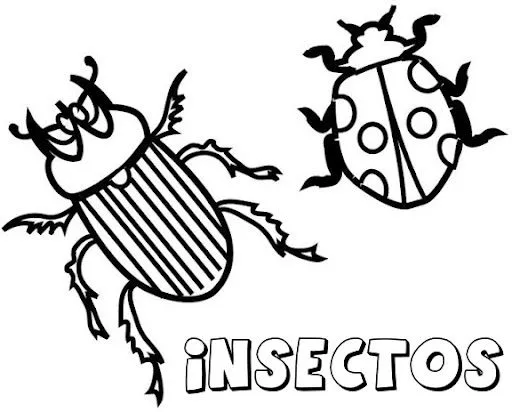 DIBUJOS DE INSECTOS PARA COLOREAR | Dibujos para colorear DIBUJOS DE INSECTOS PARA COLOREAR | Dibujos para colorear