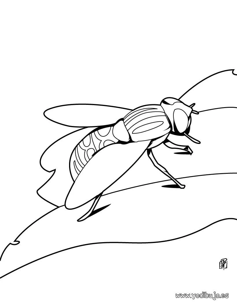 Dibujos INSECTOS para colorear, mosca grande para imprimir Dibujos INSECTOS para colorear, mosca grande para imprimir