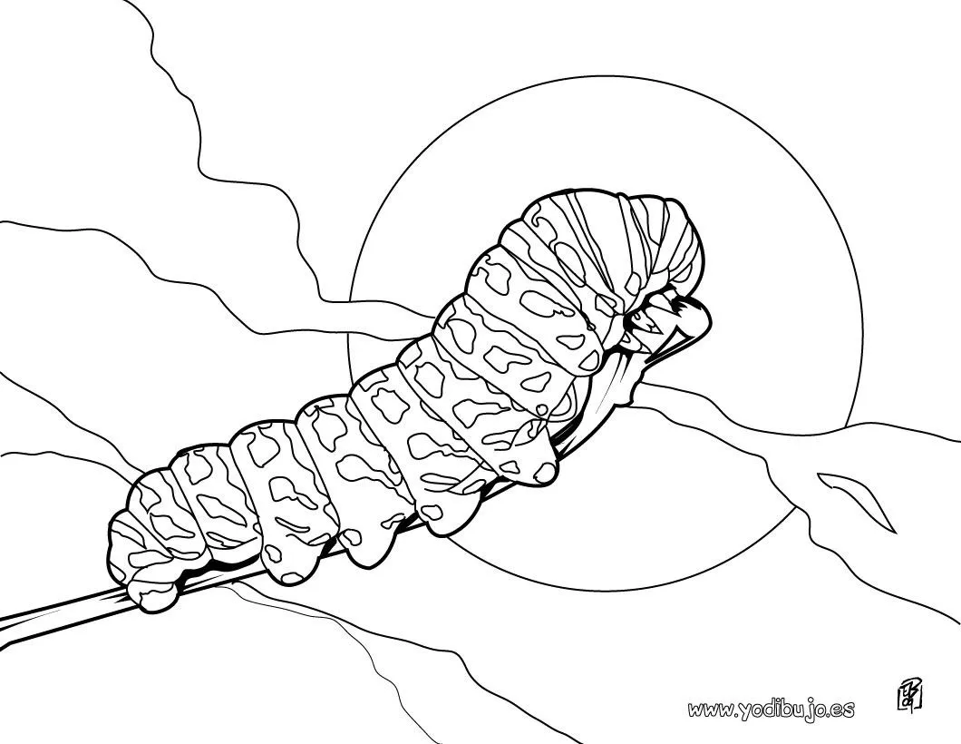 Dibujos INSECTOS para colorear, oruga para imprimir Dibujos INSECTOS para colorear, oruga para imprimir