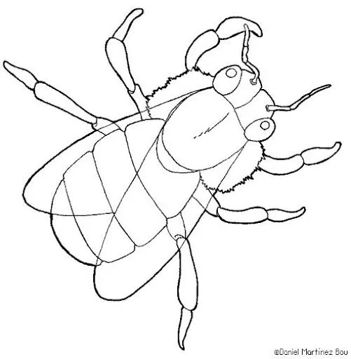 DIBUJOS DE INSECTOS Y GUSANOS PARA COLOREAR DIBUJOS DE INSECTOS Y GUSANOS PARA COLOREAR