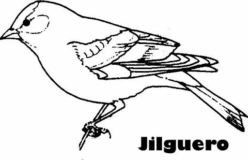 Dibujos de jilgueros para colorear - Imagui Dibujos de jilgueros para colorear - Imagui