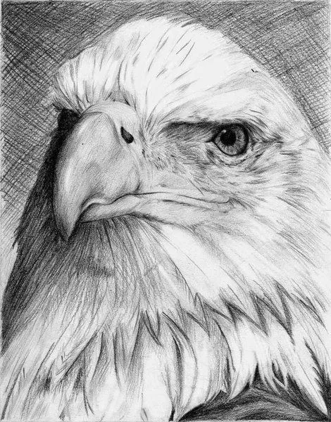 Dibujo de un aguila a lapiz - Imagui
