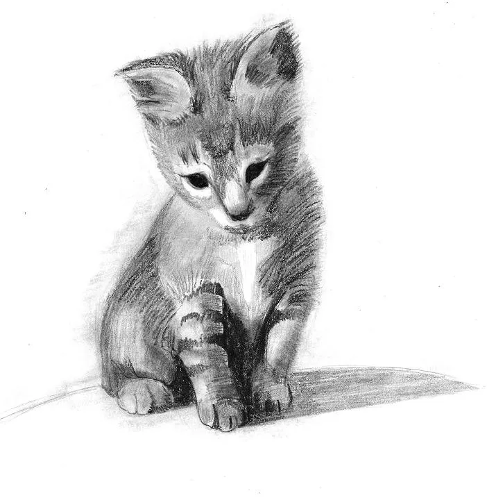 Dibujos a lapiz de animales gatos - Imagui