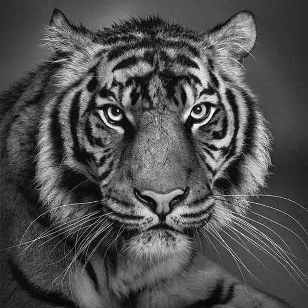 Increíbles dibujos fotorrealistas a Lápiz de Pablo Lung ~ Breve Notas Increíbles dibujos fotorrealistas a Lápiz de Pablo Lung ~ Breve Notas