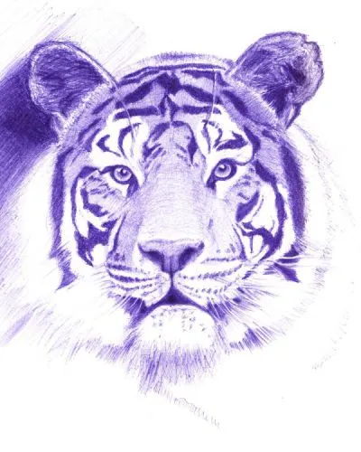 Tigres dibujados a lapiz - Imagui
