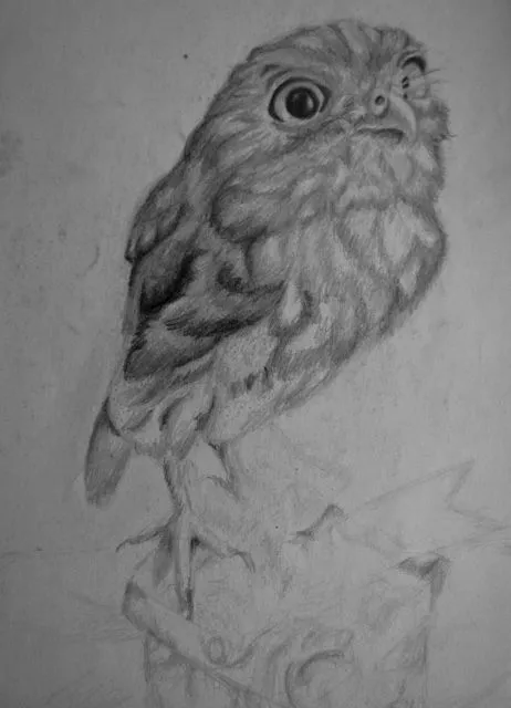 Dibujo mini buho mexicano,mazatlan a lapiz by lio014 on DeviantArt