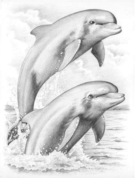 Delfines dibujados a lapiz - Imagui
