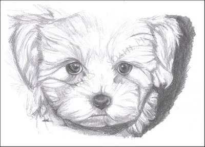 Dibujos a lapiz perros - Imagui