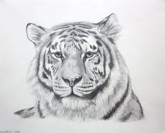 dibujos a lapiz de tigres - Buscar con Google | Drawings ... dibujos a lapiz de tigres - Buscar con Google | Drawings ...