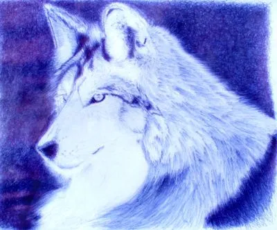 Dibujos a lapiz de lobos - Imagui