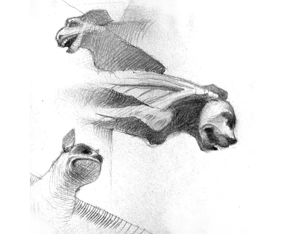 dibujos | Lars Quetglas