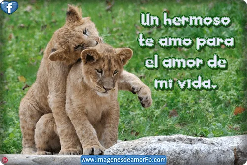 Imagenes de leones con frases de amor - Imagui Imagenes de leones con frases de amor - Imagui